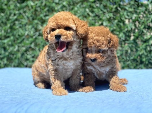 Mi̇ni̇ Toy Poodle Yavrular