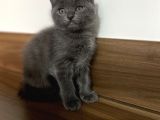 Scottish Fold