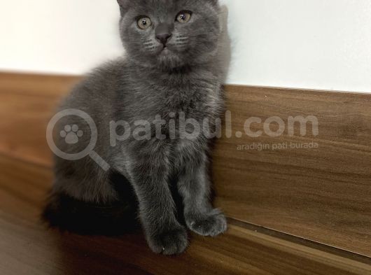 Scottish Fold görsel