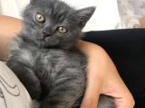 Acil Britishshorthair