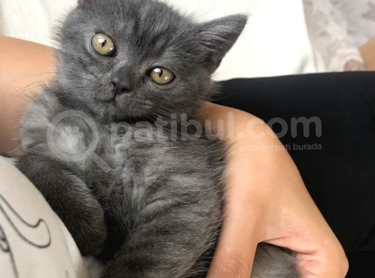 Acil Britishshorthair görsel