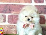 Show Kali̇te Pomerani̇an Boo Yavrular