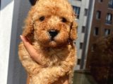 Ev Ortamında Büyüyen Toypoodle Bebişler