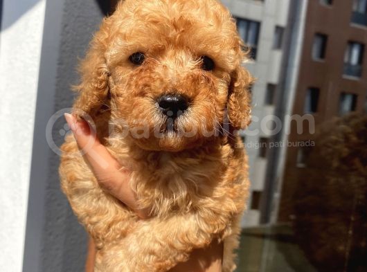 Ev Ortamında Büyüyen Toypoodle Bebişler görsel