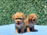 Mi̇ni̇ Toy Poodle Yavrular