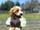 Show Kalite Maltipoo Yavrular