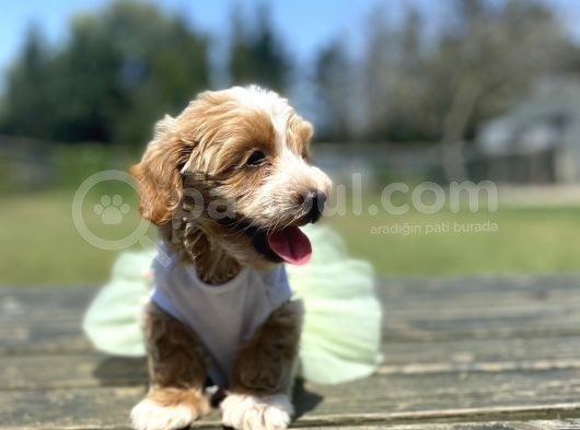 Show Kalite Maltipoo Yavrular görsel