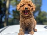 Red Toy Poodle Bebekler