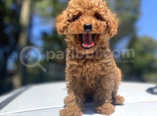 Red Toy Poodle Bebekler
