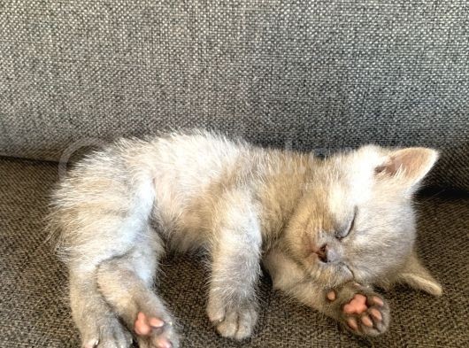 3 Aylık Yavru Kediler görsel