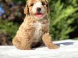 Özel Renk Party Colour Poodle Yavrumuz