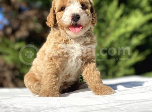 Özel Renk Party Colour Poodle Yavrumuz görsel