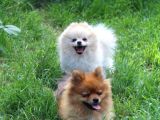 Pomerian Boo
