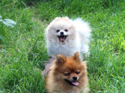 Pomerian Boo görsel