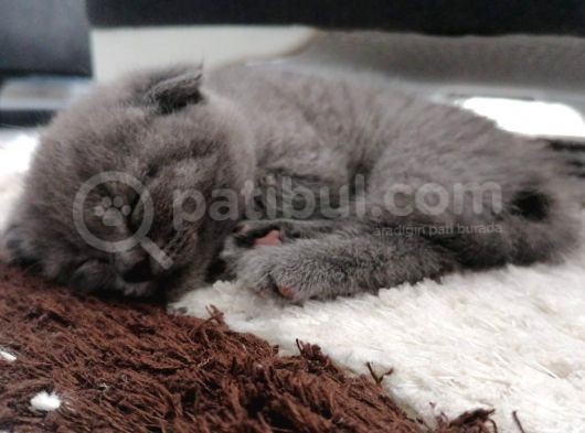 Brithish Shorthair görsel
