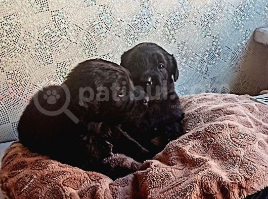 Siyah Golden Retriever Yavruları görsel