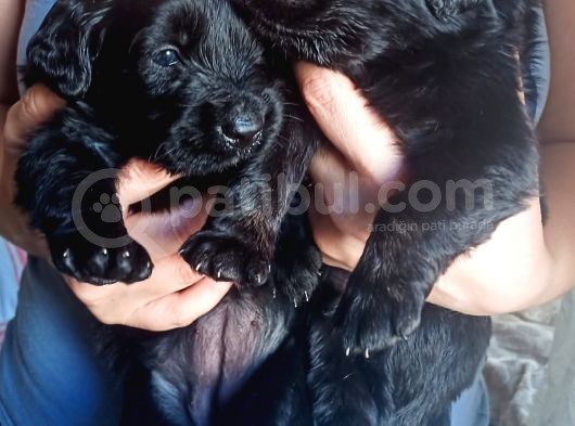 Siyah Golden Retriever Yavruları görsel