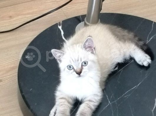 Ailem Olurmusunuz görsel