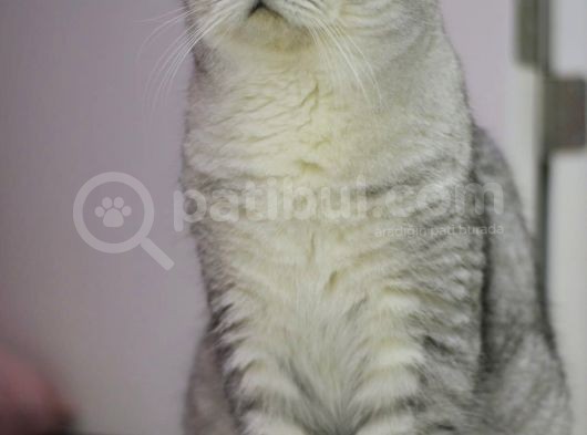 2 Aylık Erkek Scotish Fold görsel
