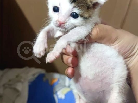 Minik Sarıya Yuva Arıyoruz görsel