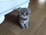 2 Aylık Scottish Fold