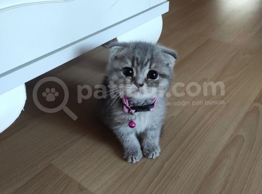 2 Aylık Scottish Fold