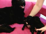 Siyah Golden Retriever Yavruları