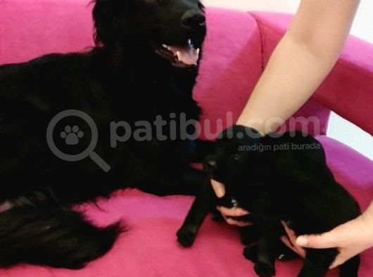 Siyah Golden Retriever Yavruları görsel