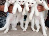 Kedi Sahiplendirme
