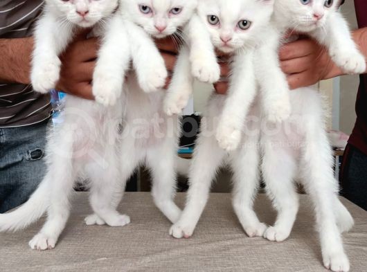 Kedi Sahiplendirme
