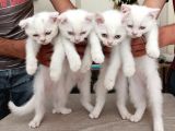 Kedi Sahiplendirme