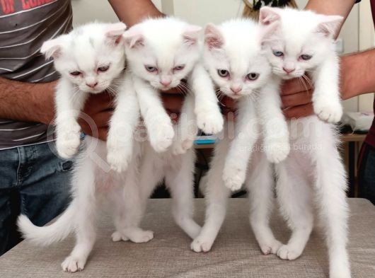 Kedi Sahiplendirme görsel