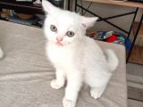 Kedi Sahiplendirme