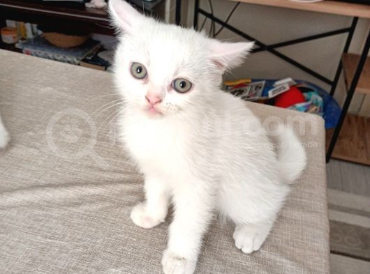 Kedi Sahiplendirme görsel