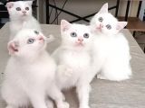 Kedi Sahiplendirme