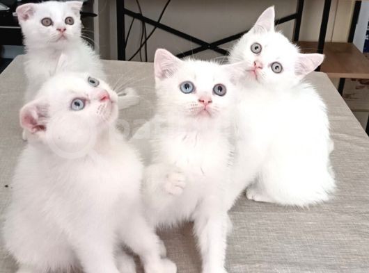 Kedi Sahiplendirme görsel