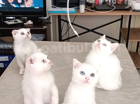 Kedi Sahiplendirme görsel