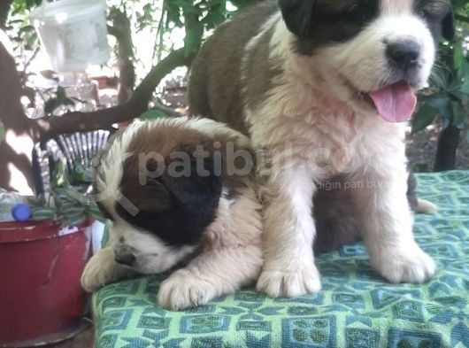 2 Aylık Erkek Saint Bernard