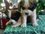 2 Aylık Erkek Saint Bernard