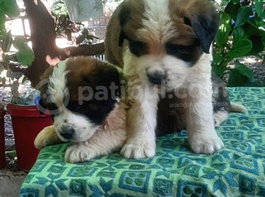 2 Aylık Erkek Saint Bernard görsel