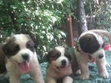 2 Aylık Erkek Saint Bernard