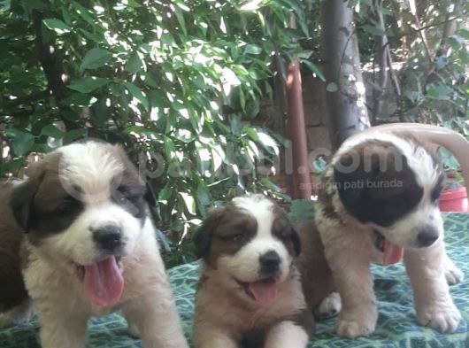 2 Aylık Erkek Saint Bernard görsel