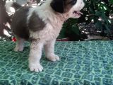 2 Aylık Erkek Saint Bernard