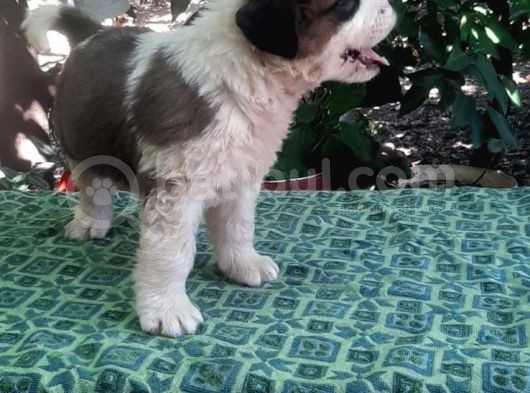 2 Aylık Erkek Saint Bernard görsel