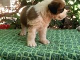 2 Aylık Erkek Saint Bernard