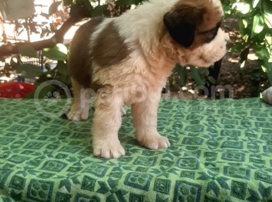 2 Aylık Erkek Saint Bernard görsel