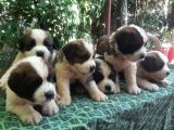 2 Aylık Erkek Saint Bernard