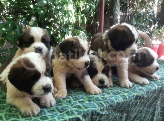 2 Aylık Erkek Saint Bernard görsel