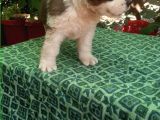 2 Aylık Erkek Saint Bernard