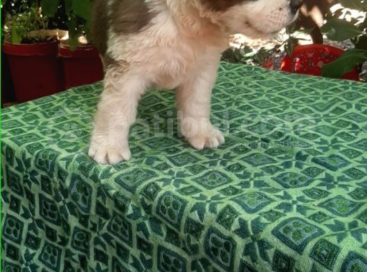 2 Aylık Erkek Saint Bernard görsel